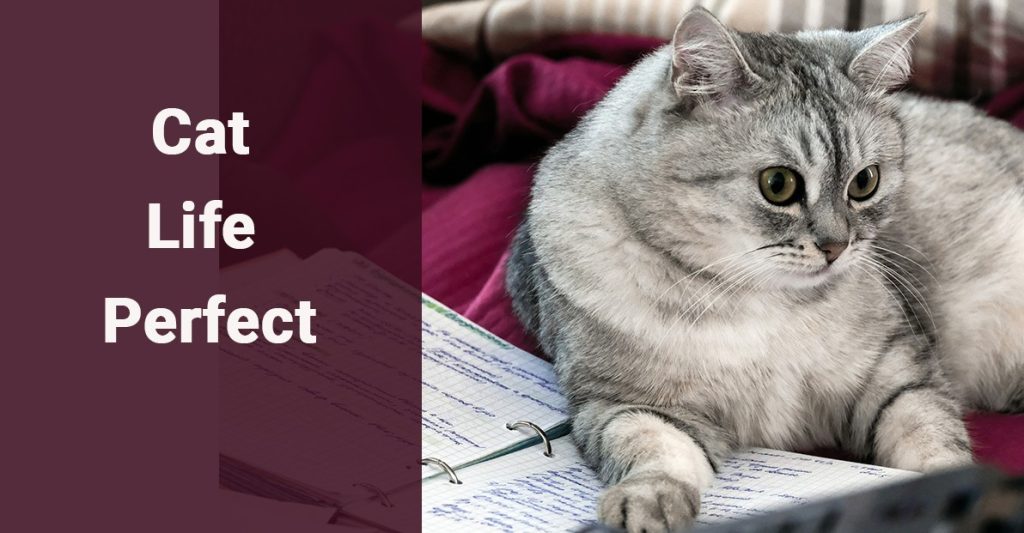 Cat Life Perfect