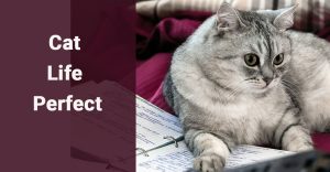 Cat Life Perfect