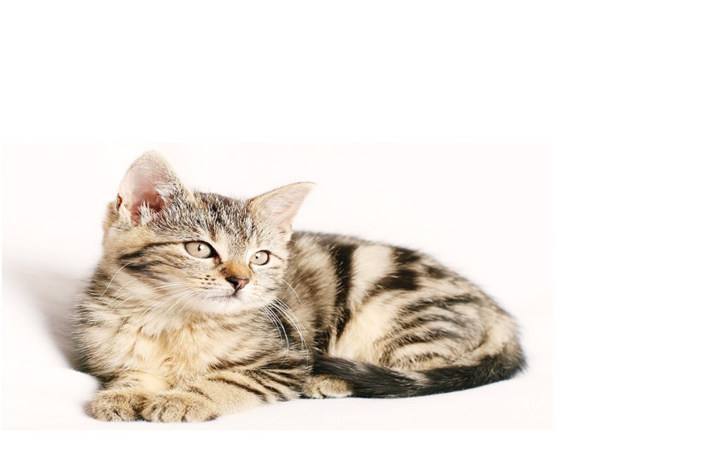 Privacy Policy catcura