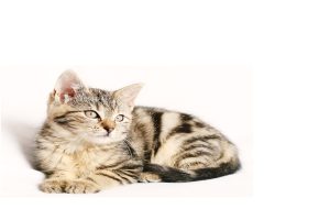 Privacy Policy catcura