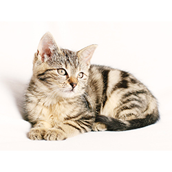 Cat Lifespan How Long Do Cats Live & How to Help Them Live Longer