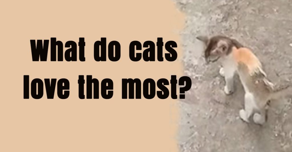 cat,What do cats love the most?