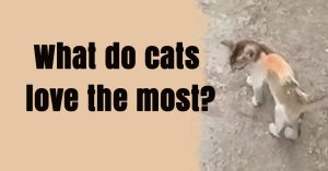 cat,What do cats love the most?
