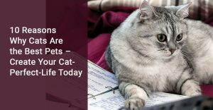 #cat, #cat-perfect-life, #10 reasons why cats are the best pets, #why cats are the best pets essay,