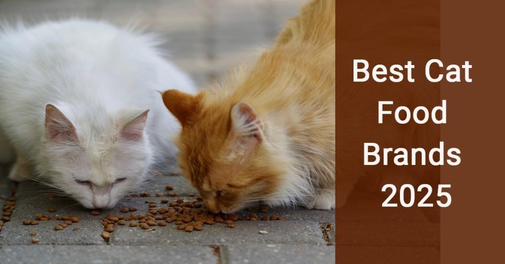 Best Cat Food Brands 2025