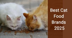Best Cat Food Brands 2025