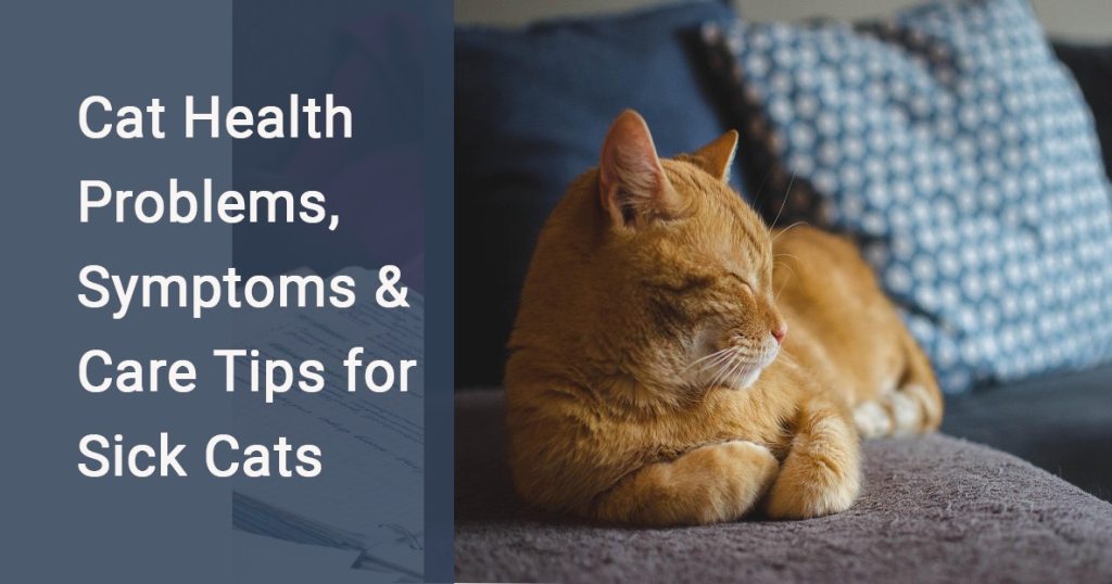 #do cats cause health problems, #what food to give a sick cat, #how to clean a sick cat,