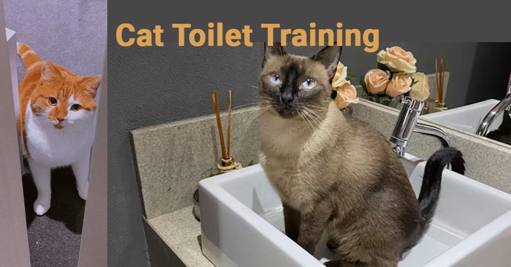 Cat Toilet Training