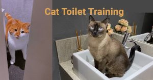 Cat Toilet Training Guide: How to Toilet Train a Kitten with a C