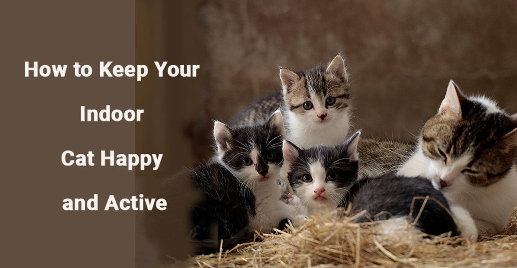 How to Keep Your Indoor Cat Happy and Active