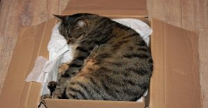Train your cat to use a litter box