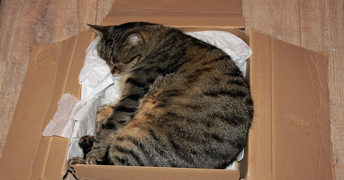 Train your cat to use a litter box