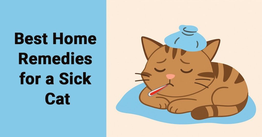 best home remedies for a sick cat