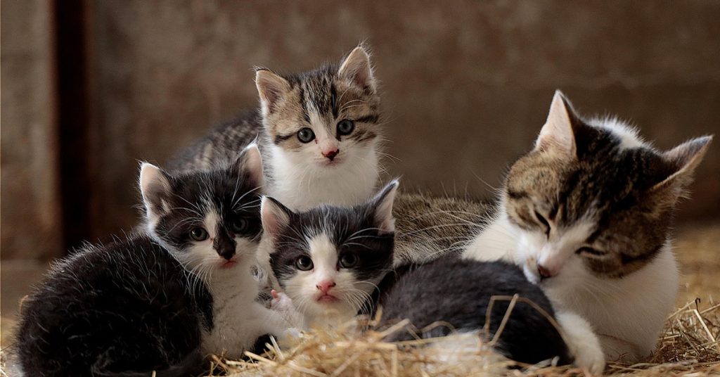 cat toys