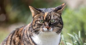 How to Stop Your Cat from Scratching Furniture