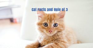 Cat Facts and Rule of 3, Cat Facts, Male Cat, Rule of 3 Cats,