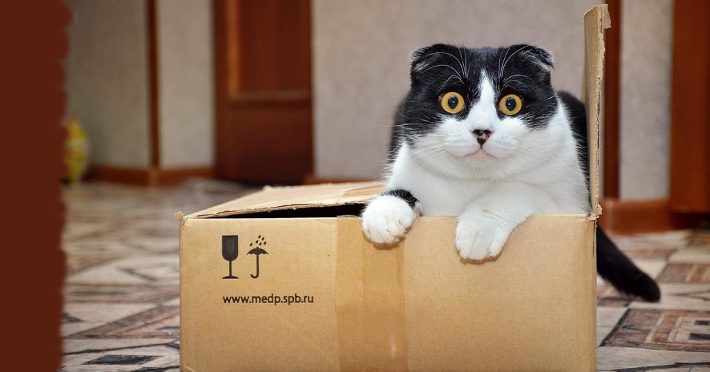 train your cat; litter box training; best ways; cat hygiene; cat behavior