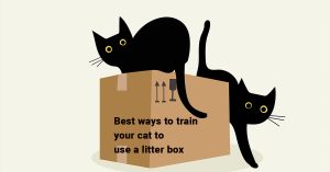 train your cat; litter box training; best ways; cat hygiene; cat behavior