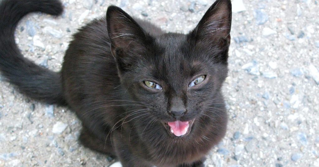 Cat breeds and lifespan; Cat; Cat 3D; Cat lifespan; Cat breeds