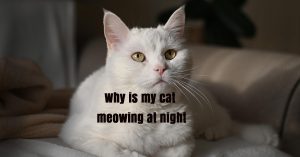 Why is my cat meowing at night; Cat meowing at night; Nighttime cat behavior; Cat crying at night; Cat not sleeping at night