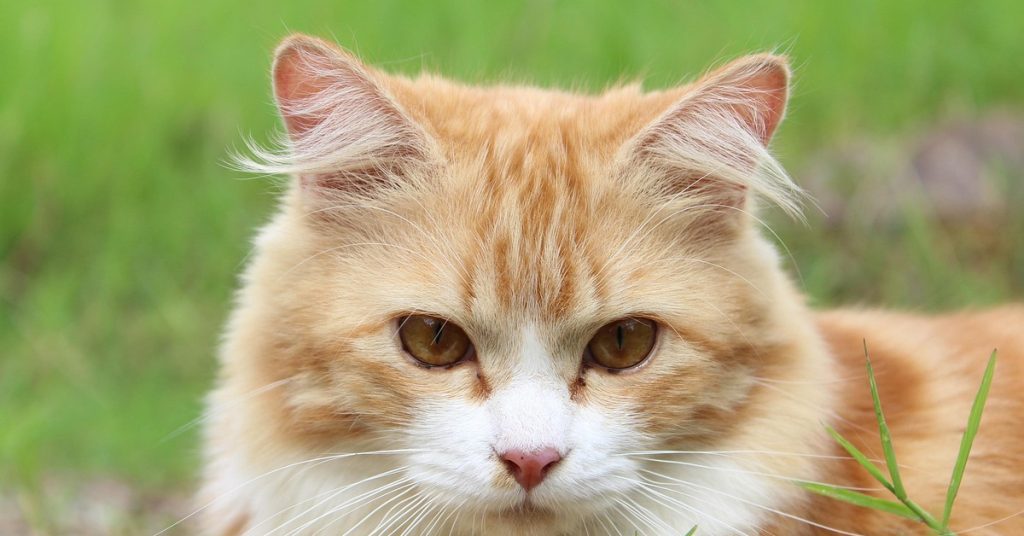 Cat Facts and Rule of 3, Cat Facts, Male Cat, Rule of 3 Cats,