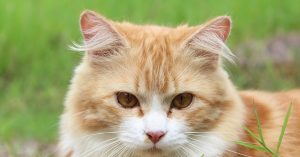 Cat Facts and Rule of 3, Cat Facts, Male Cat, Rule of 3 Cats,
