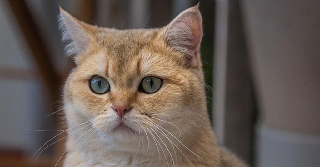 Cat Facts and Rule of 3, Cat Facts, Male Cat, Rule of 3 Cats,
