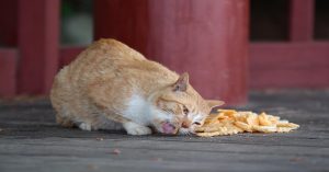 How often should I feed my cat daily, Cat feeding schedule, Best time to feed cats, Cat food routine, Daily feeding for cats,