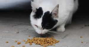 Safe human foods for cats