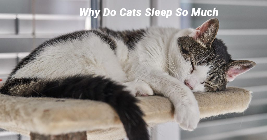 cats sleep so much; cat sleeping habits; why cats sleep; cat health and sleep; understanding cat sleep patterns,Why Do Cats Sleep So Much