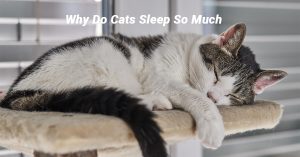 cats sleep so much; cat sleeping habits; why cats sleep; cat health and sleep; understanding cat sleep patterns,Why Do Cats Sleep So Much