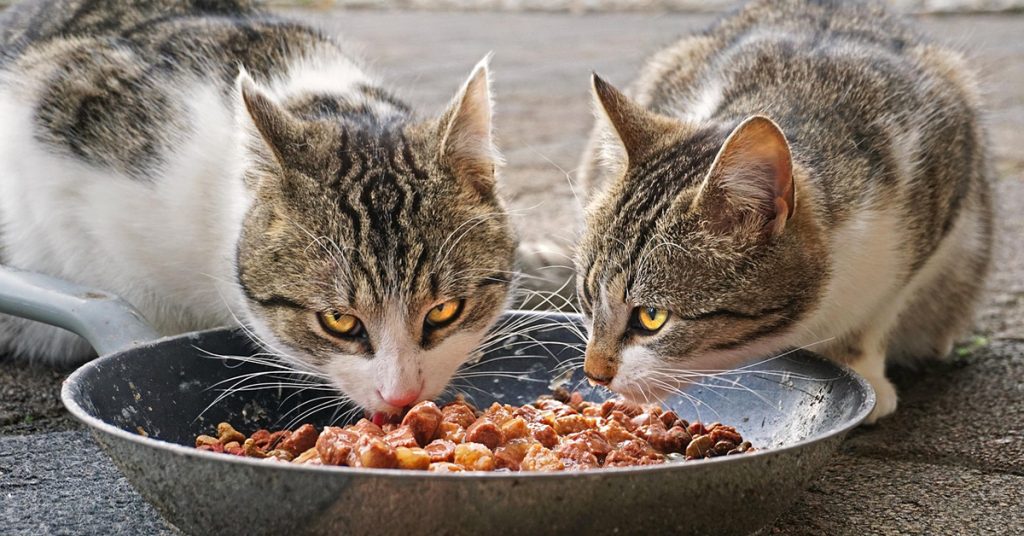 Cat not eating; Cat refusing food; Reasons cats stop eating; Cat eating less; Healthy eating habits for cats