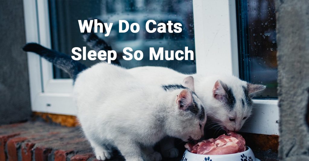 Cat not eating; Cat refusing food; Reasons cats stop eating; Cat eating less; Healthy eating habits for cats
