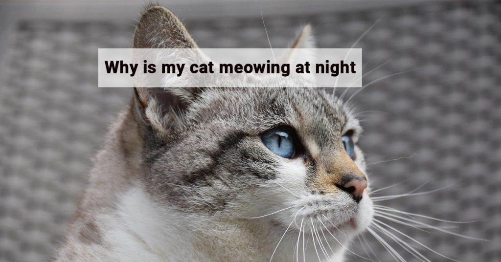 Why is my cat meowing at night; Cat meowing at night; Nighttime cat behavior; Cat crying at night; Cat not sleeping at night