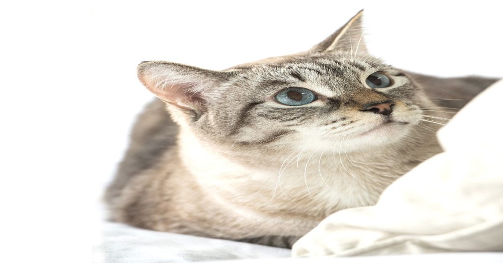 best way to take care of a cat in 2025