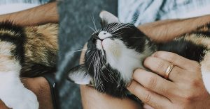 best way to take care of a cat in 2025