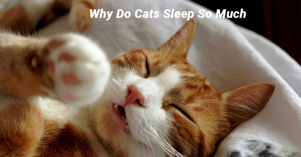 cats sleep so much; cat sleeping habits; why cats sleep; cat health and sleep; understanding cat sleep patterns,Why Do Cats Sleep So Much
