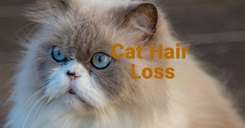 Cat Hair Loss, Cat hair loss, Why is my cat losing hair, Sudden hair loss in cats, Cat skin allergies,