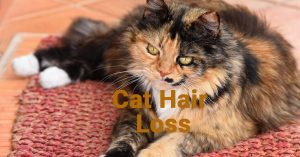 Cat Hair Loss, Cat hair loss, Why is my cat losing hair, Sudden hair loss in cats, Cat skin allergies,