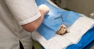 Cat health problems, Common cat diseases, Feline health care,