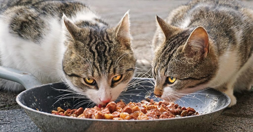 Cat not eating properly