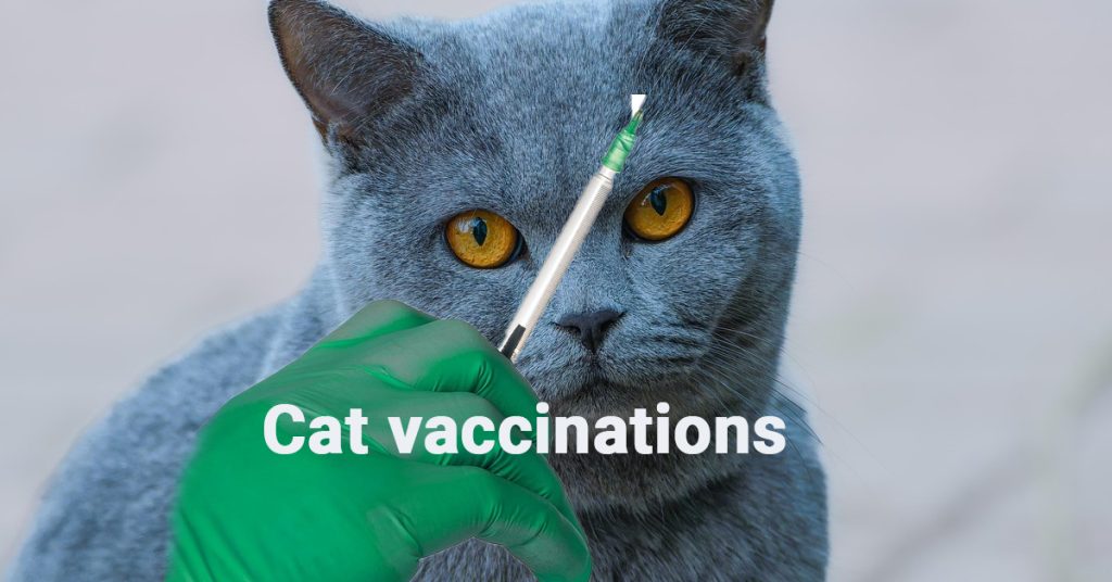 Cat vaccinations, Cat health care, Feline vaccines,