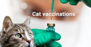 Cat vaccinations, Cat health care, Feline vaccines,