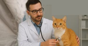 How often vet checkup for cats, Cat vet visits, Cat health care,