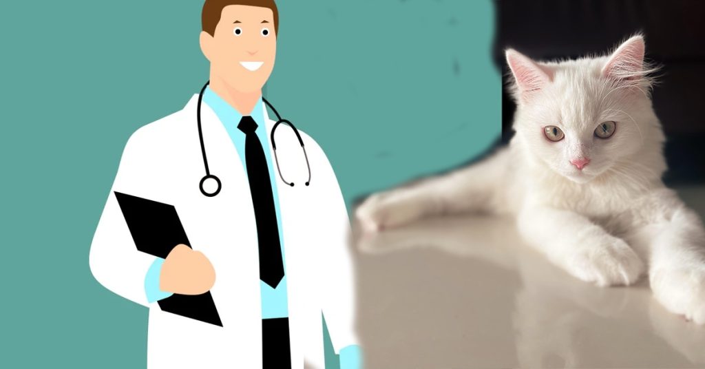 How often vet checkup for cats, Cat vet visits, Cat health care,