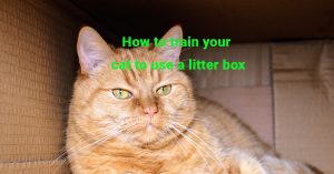 How to train your cat to use a litter box, Cat litter training, How to train your cat, Litter box tips, Cat hygiene, Cat behavior training,
