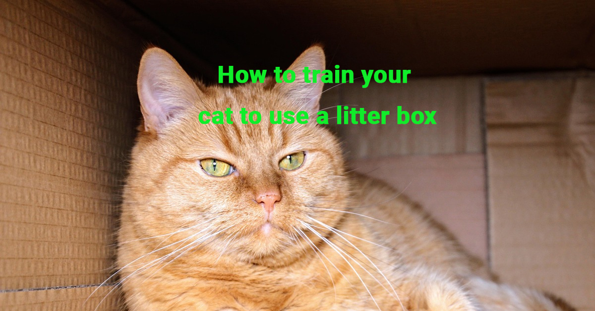 How to train your cat to use a litter box, Cat litter training, How to train your cat, Litter box tips, Cat hygiene, Cat behavior training,