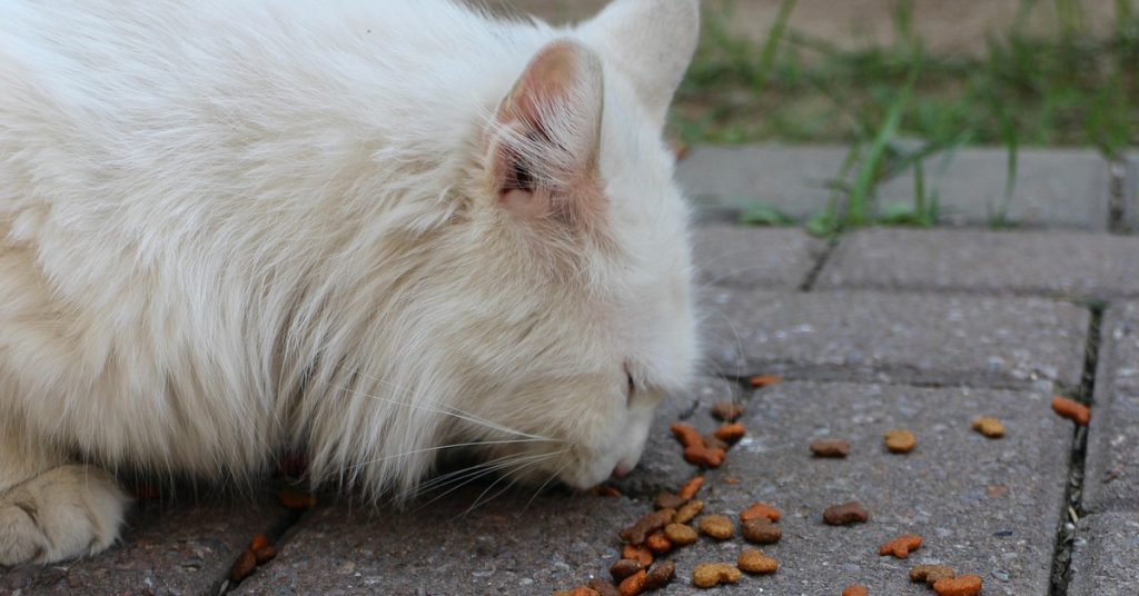 Cat not eating properly