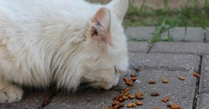 Cat not eating properly