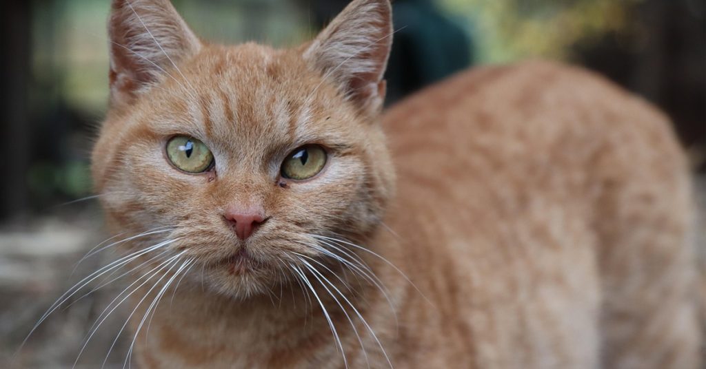how to know if cat is healthy, healthy cat signs, cat health tips, cat care guide,